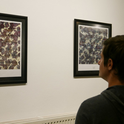 Exhibition Hibiscus <em>Photo: Blaz Svent</em>